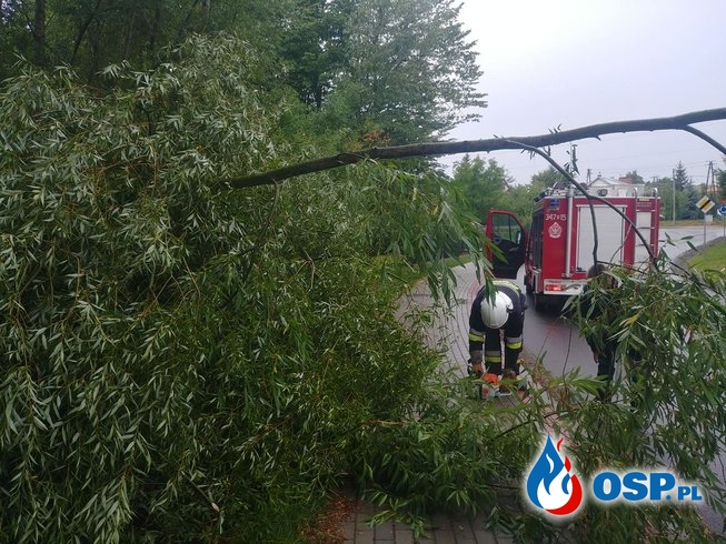 Powalone drzewo na ul. Kościelnej OSP Ochotnicza Straż Pożarna