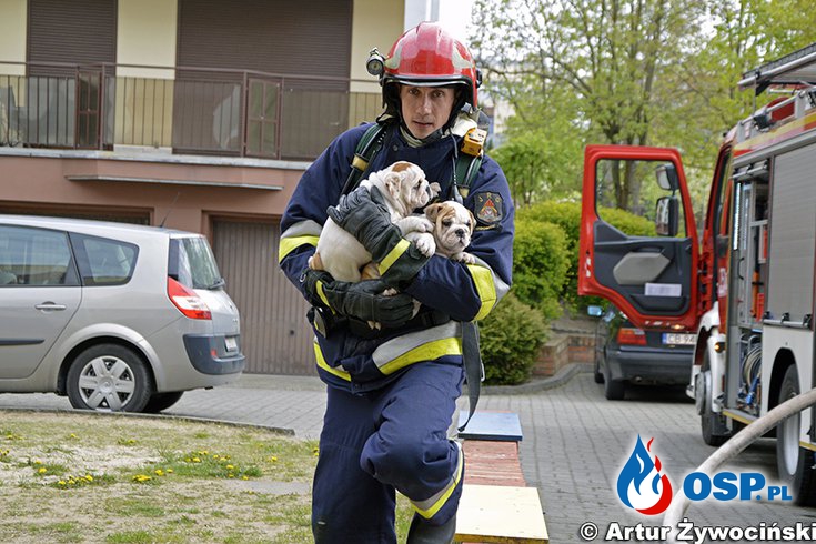 7 psów uratowano z pożaru mieszkania w Bydgoszczy! OSP Ochotnicza Straż Pożarna