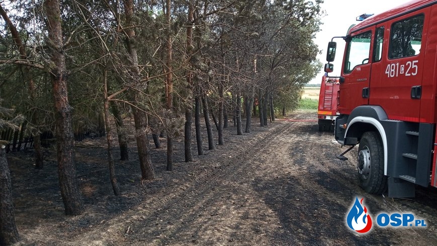 Pożar zboża, ścierniska i drzew wokół zabudowania - Ostrowo OSP Ochotnicza Straż Pożarna