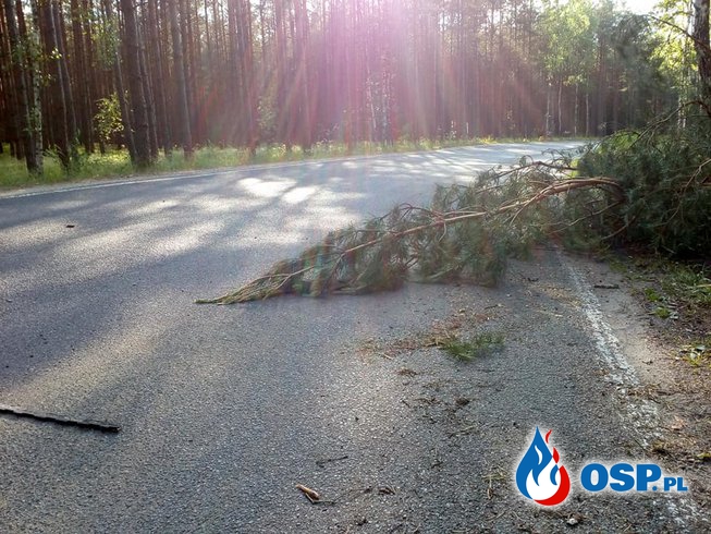 #2 Inne miejscowe zagrożenie - powalone drzewo OSP Ochotnicza Straż Pożarna