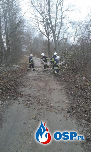Przewrócone Drzewo! OSP Ochotnicza Straż Pożarna