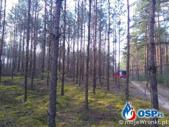 Pożar lasu w miejscowości Dębogóra OSP Ochotnicza Straż Pożarna