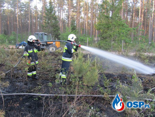 Pożar młodego lasu koło Woźnejwsi OSP Ochotnicza Straż Pożarna