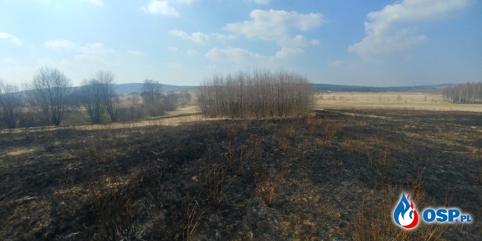 Pożar suchych traw przy ul. Karpackiej w Zręcinie OSP Ochotnicza Straż Pożarna