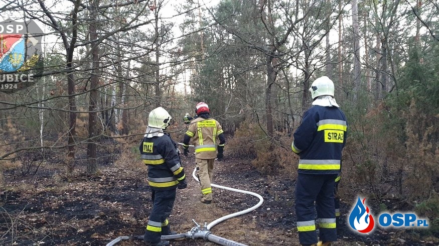 Pożar lasu w Grzybowie OSP Ochotnicza Straż Pożarna