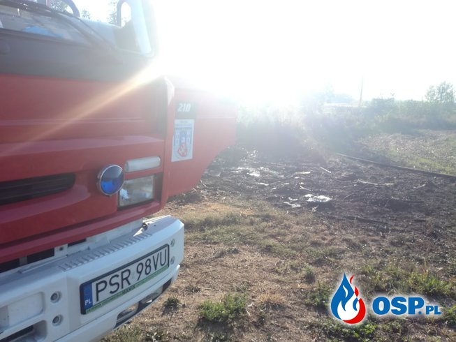 Pożar i usuwanie gniazda owadów błonkoskrzydłych OSP Ochotnicza Straż Pożarna
