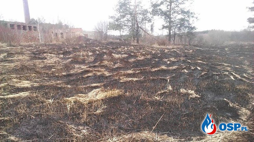 Pierwszy pożar traw w miejscowości - Pięty OSP Ochotnicza Straż Pożarna