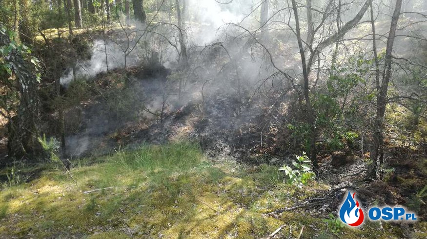 Pożar lasu Tomaszewo OSP Ochotnicza Straż Pożarna