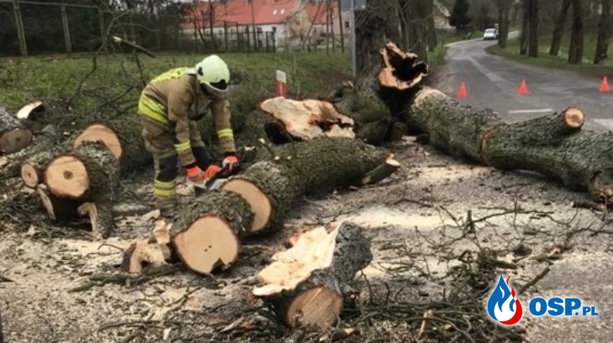 Powalone drzewo w Krzymowie OSP Ochotnicza Straż Pożarna