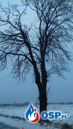 Pęknięte drzewo przy drodze OSP Ochotnicza Straż Pożarna