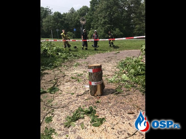 82-83/2019 Powalone drzewa, zablokowana droga i uszkodzony mur obronny OSP Ochotnicza Straż Pożarna