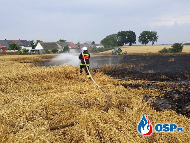 Pożar zboża na pniu w Rostkowicach OSP Ochotnicza Straż Pożarna