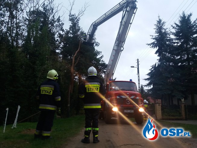 Usunięcie zagrażajacego drzewa przy pomocy SHD 23 OSP Ochotnicza Straż Pożarna