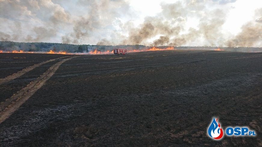 111/2019 Spłonęło 40ha pola niedaleko Krzywina OSP Ochotnicza Straż Pożarna