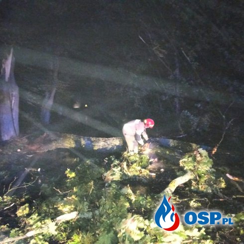 Drzewo runęło na autobus w Pucku. Ponad 400 interwencji strażaków po wichurach na Pomorzu. OSP Ochotnicza Straż Pożarna