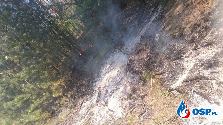 Pożar lasu i łąki w Stoczku OSP Ochotnicza Straż Pożarna
