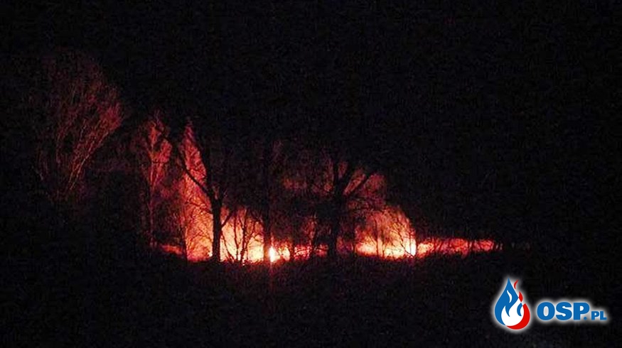 Nocny pożar trzcinowiska OSP Ochotnicza Straż Pożarna