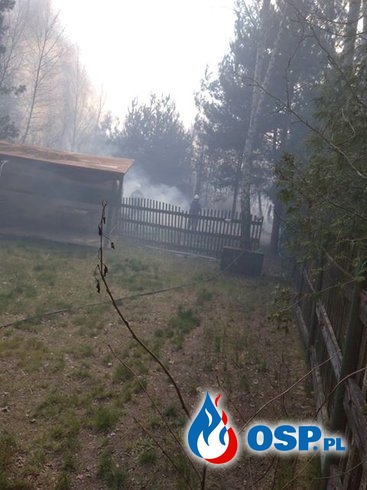 "Nawet w święta podpalacze nie odpuszczają". Akcja gaśnicza nad jeziorem Piaseczno. OSP Ochotnicza Straż Pożarna