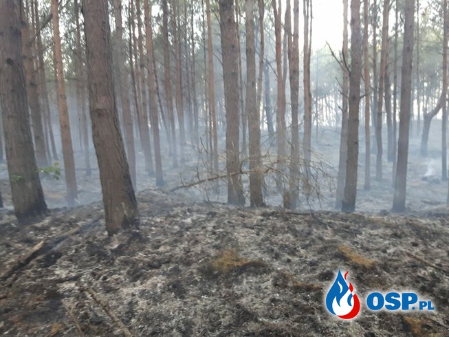 Pożar ściółki leśnej OSP Ochotnicza Straż Pożarna