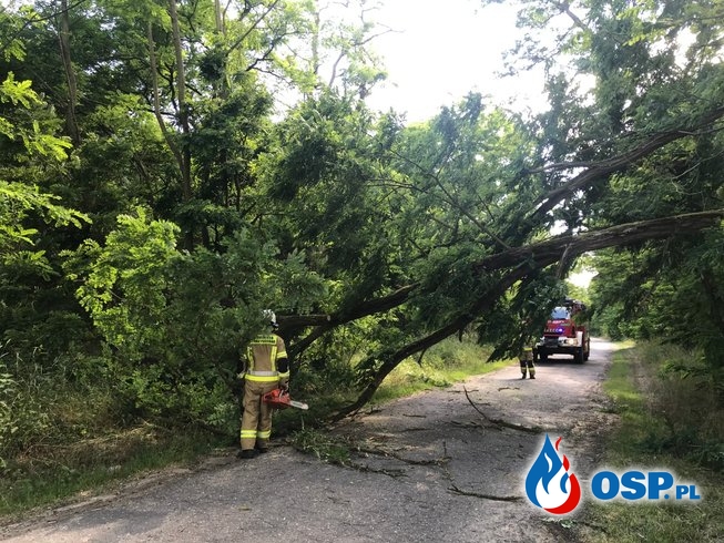 118/2020 Drzewo zablokowało drogę do Kamiennego Jazu OSP Ochotnicza Straż Pożarna