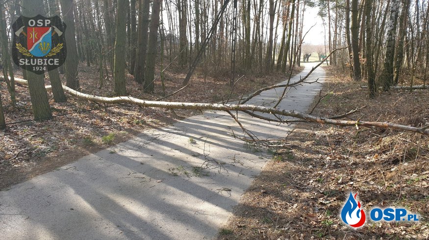 Wiatr powalił drzewo i łamał gałęzie OSP Ochotnicza Straż Pożarna
