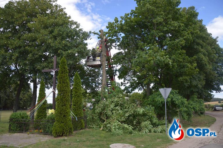 Templewo - pękające drzewo OSP Ochotnicza Straż Pożarna