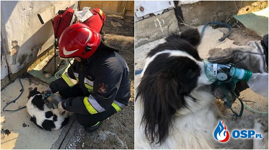 Mężczyzna zginął w zadymionym mieszkaniu, strażacy uratowali psa OSP Ochotnicza Straż Pożarna