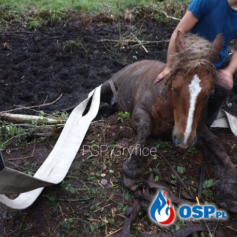 Koń ugrzązł w bagnie. Z pomocą ruszyli strażacy. OSP Ochotnicza Straż Pożarna
