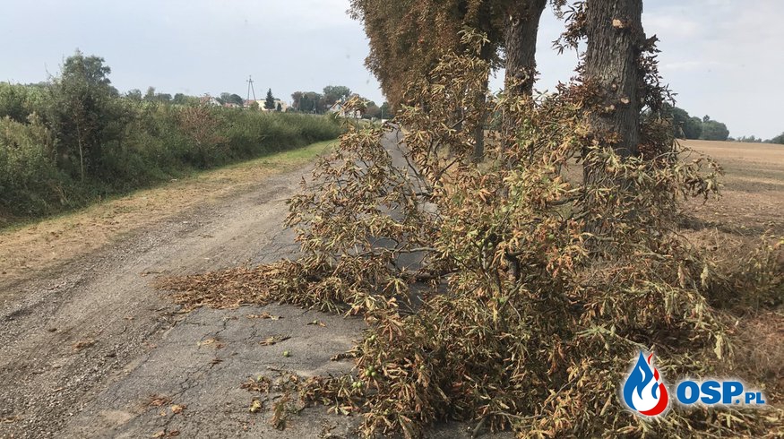 Konar drzewa zablokował drogę lokalna OSP Ochotnicza Straż Pożarna