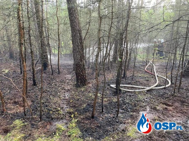 Biezdrowo Huby – pożar poszycia leśnego OSP Ochotnicza Straż Pożarna