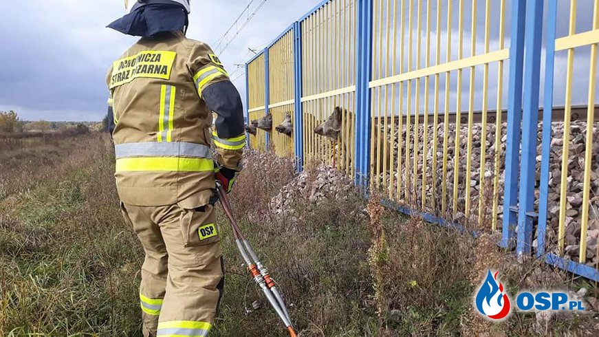 Dziki utknęły w ogrodzeniu na stacji PKP. Strażacy ruszyli na ratunek. OSP Ochotnicza Straż Pożarna