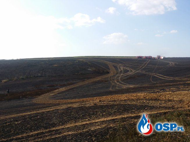 Kolejny duży pożar zboża na pniu w okolicach Białej OSP Ochotnicza Straż Pożarna