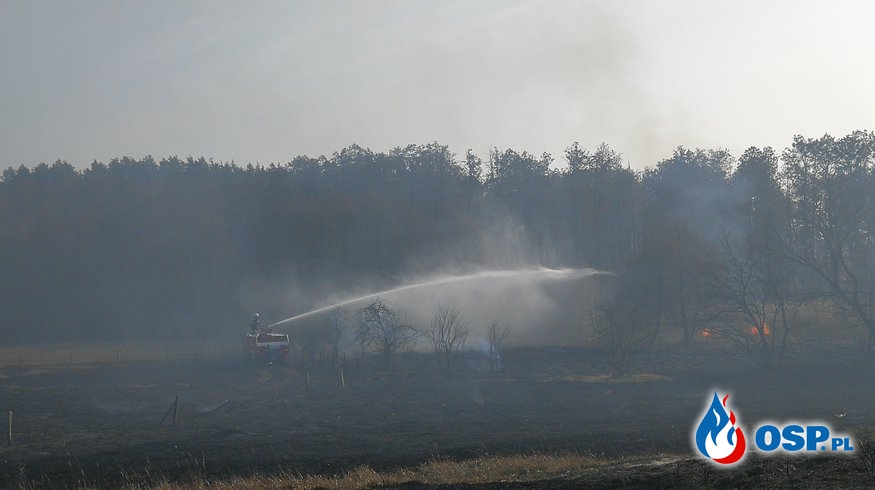 Pięć hektarów w ogniu w Starych Łysogórkach OSP Ochotnicza Straż Pożarna