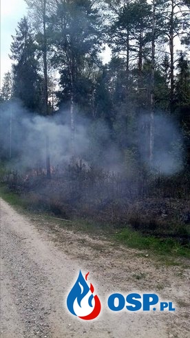 21.05.2017 - Pożar poszycia leśnego - 3 zastępy OSP Ochotnicza Straż Pożarna