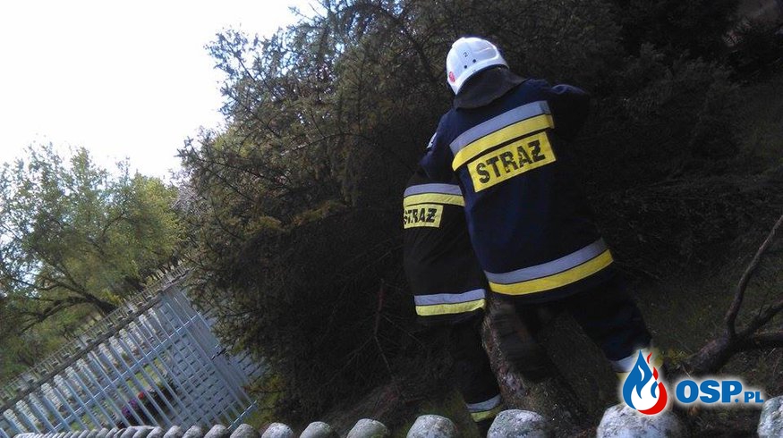 Powalone drzewo w Dobryninie OSP Ochotnicza Straż Pożarna