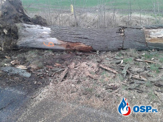 Droga wojewódzka 137 powalone drzewo OSP Ochotnicza Straż Pożarna