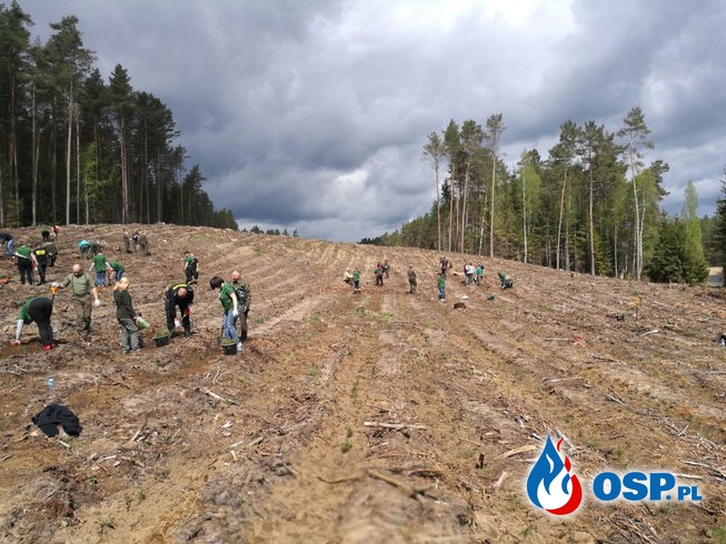 Wspólne sadzenie lasu - Gminne obchody Dnia Strażaka i Dnia Leśnictwa OSP Ochotnicza Straż Pożarna