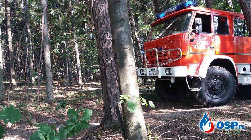 Pożar lasu i usuwanie gniazd szerszeni OSP Ochotnicza Straż Pożarna