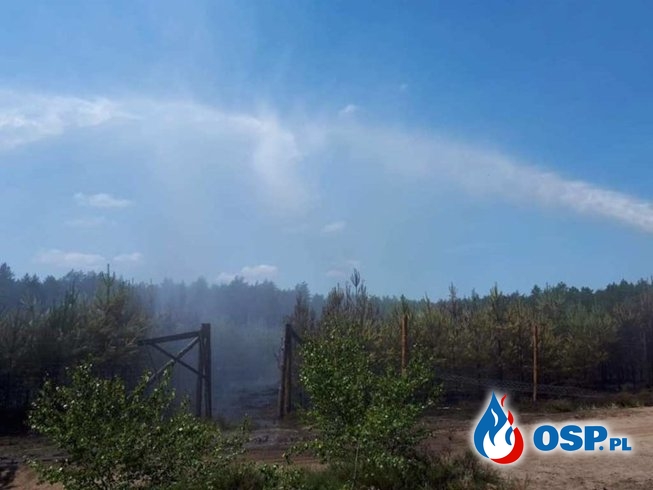 Jasionna – pożar młodnika OSP Ochotnicza Straż Pożarna