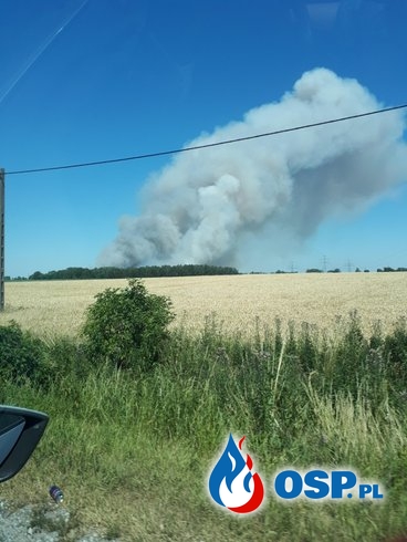 70 hektarów pól spłonęło w Wielkopolsce. Pożar gasiło 19 zastępów strażaków. OSP Ochotnicza Straż Pożarna