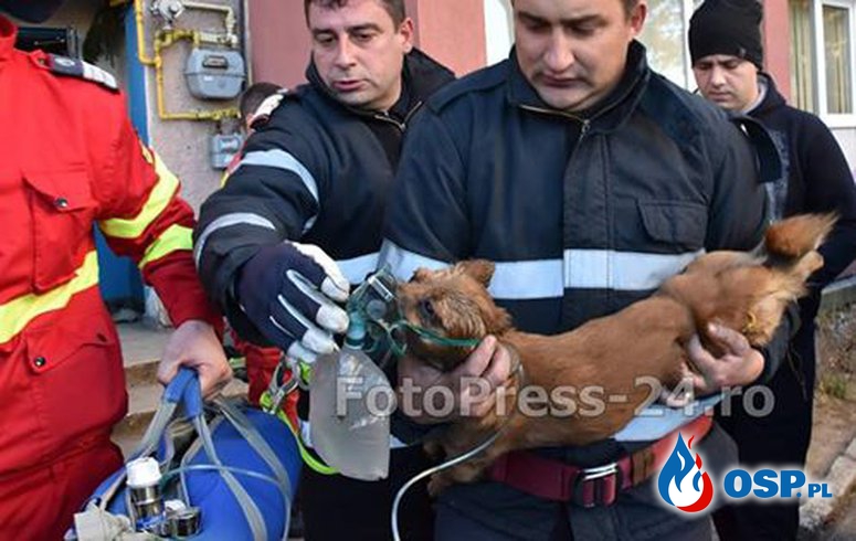 Strażacy reanimowali szczeniaka wyniesionego z pożaru. Wzruszający film! OSP Ochotnicza Straż Pożarna