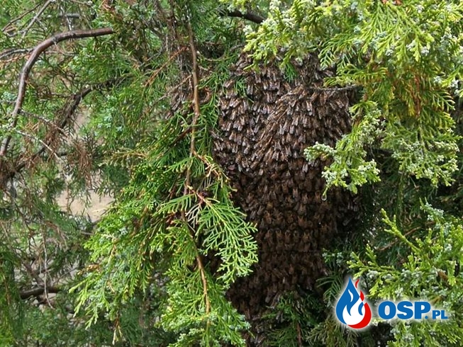 Rój pszczół tuż przy drodze OSP Ochotnicza Straż Pożarna