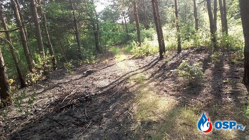 Kolejny Pożar ściółki leśnej w Płaczkowie-Piechotnym. OSP Ochotnicza Straż Pożarna