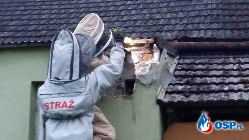 Usuwanie gniazda szerszeni w Biertowicach. OSP Ochotnicza Straż Pożarna