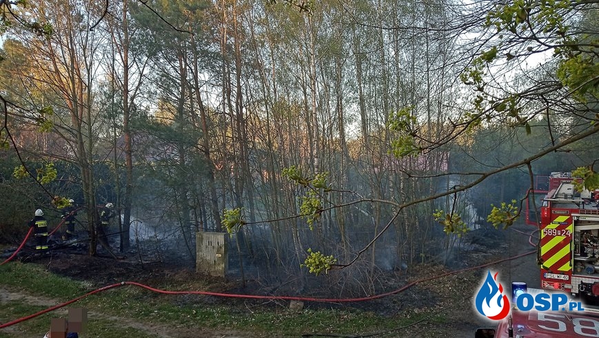 Pożar lasu w Szydłówcu OSP Ochotnicza Straż Pożarna