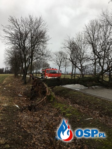 Powalone drzewo w Słupi pod Kępnem OSP Ochotnicza Straż Pożarna
