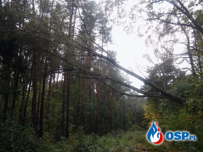 Skutki Orkanu, kilkanaście interwencji naszej jednostki OSP Ochotnicza Straż Pożarna