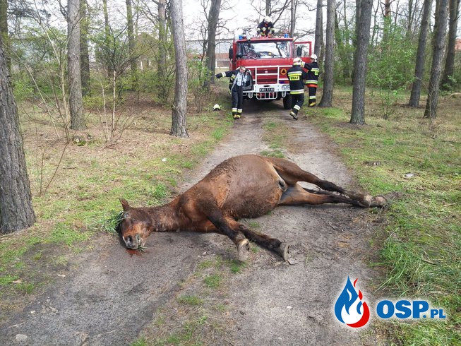 Martwy koń na drodze 17.04.2017 OSP Ochotnicza Straż Pożarna
