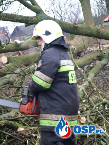 Wycinka drzew - Ostrowo OSP Ochotnicza Straż Pożarna
