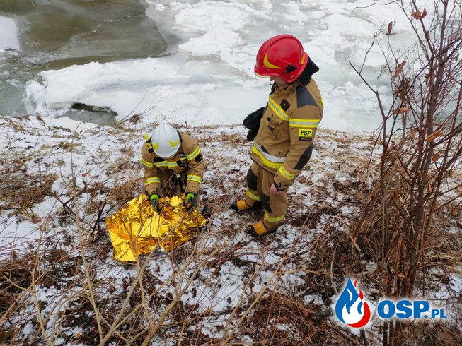 Ranna sarna tonęła w zamarzniętej rzece. Uratowali ją strażacy. OSP Ochotnicza Straż Pożarna